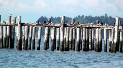 Point Roberts Pier with Birds Video stock 12640815