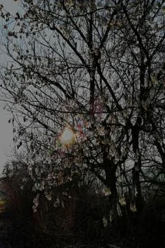 Point  from  the SUN  in  a  MAPLE-TREE Stock Photos