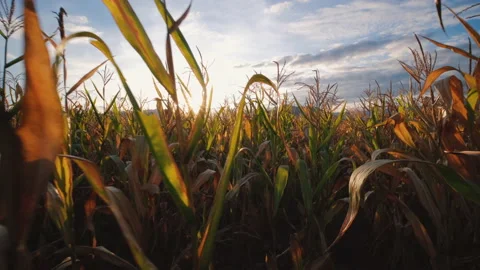 Point of view are farmer walking in corn plantation Video stock 166127932