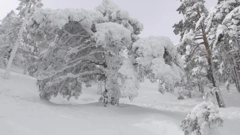 Point of view of a beautiful frozen tree in the mountain Stock Footage 86771337