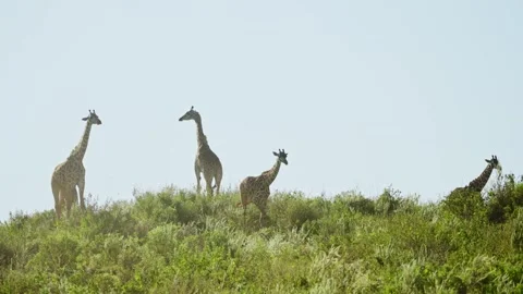Point of view from binoculars watching wild Masai giraffes on green hill Stock Footage 307717330