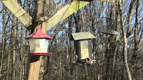 Point of View of a Bird at a Feeder 스톡 동영상 152916026