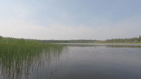 Point of view from a canoe while paddling a northern river next to reeds and lil Stock Footage 303380183