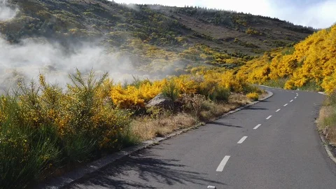 Point of view of a car progressing on an asphalt road between gorse flowers Stock Footage 114814761