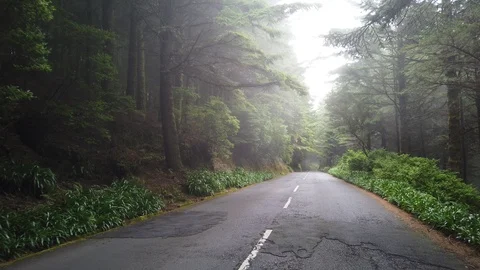 Point of view of a car progressing on an asphalt road between fir trees and Stock Footage 114815645