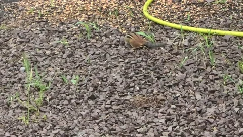 Point of View of a Chipmunk Eating Bird Seed on the ground Stock Footage 155399016