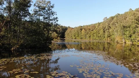 Point of view of clear lake surrounded with lush green forest trees Stock Footage 120081860