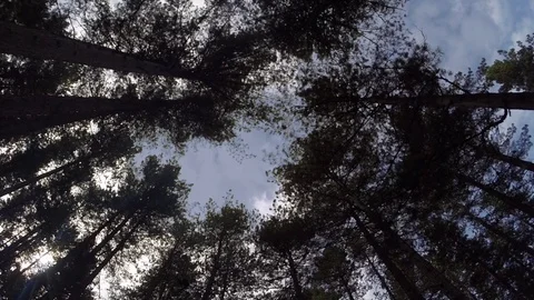 Point of view - clouds in the forest time lapse Stock Footage 76523432