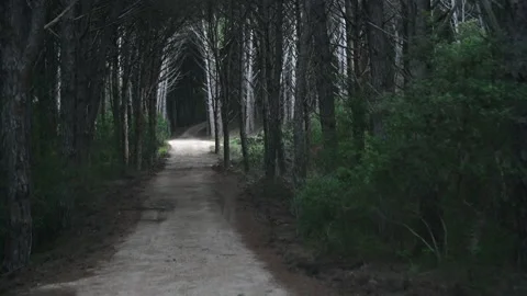 Point of view of creepy forest road  Stock Footage 166536677