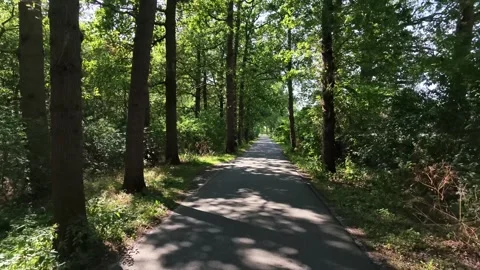 Point of View Cycling Through Sunlit Forest Path Netherlands Stock Footage 341349361