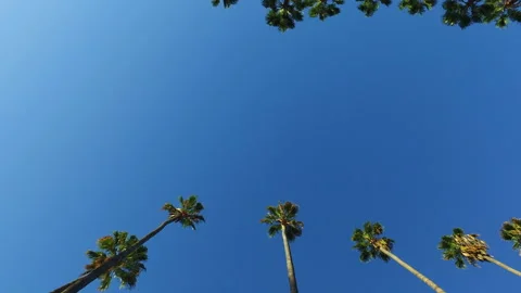 Point Of View Directly Below Shot Of Tall Palm Trees On Sunny Day - Los Angeles, Stock Footage 223363091
