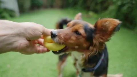 Point of view of dog owner as cute small dog refuse to give its squeaky toy Stock Footage 253153228