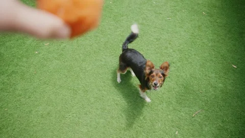 Point of view of dog owner playing outdoors with small dog and orange ball Stock Footage 253153307