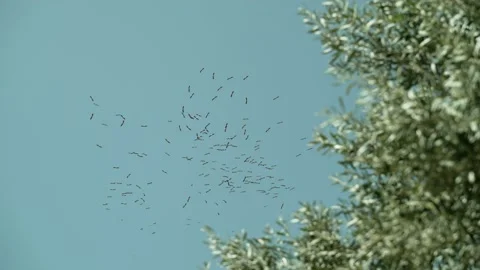 Point of view from down below with tree in frame of flock of storks fly in sky Stock Footage 154213470