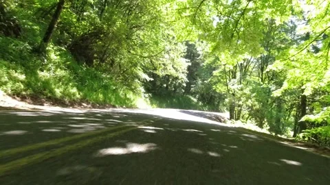 Point of view driving on a forest road on a summer day Stock Footage 310283811