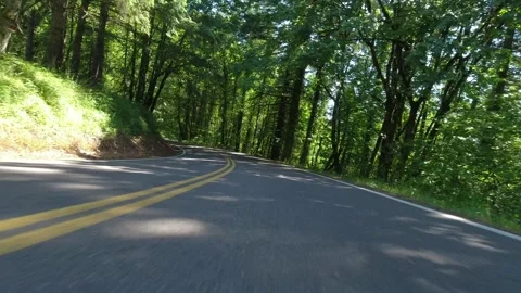 Point of view driving on a forest road on a summer day Stock-Footage 310283812