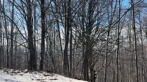 Point of view driving through a bare forest in early spring with blue sky, su Video stock 296358418