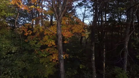 A Point of View Drone Flight Into the Woods Stock Footage 157982165
