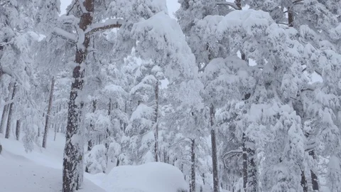Point of view entering the winter forest Stock Footage 86220422