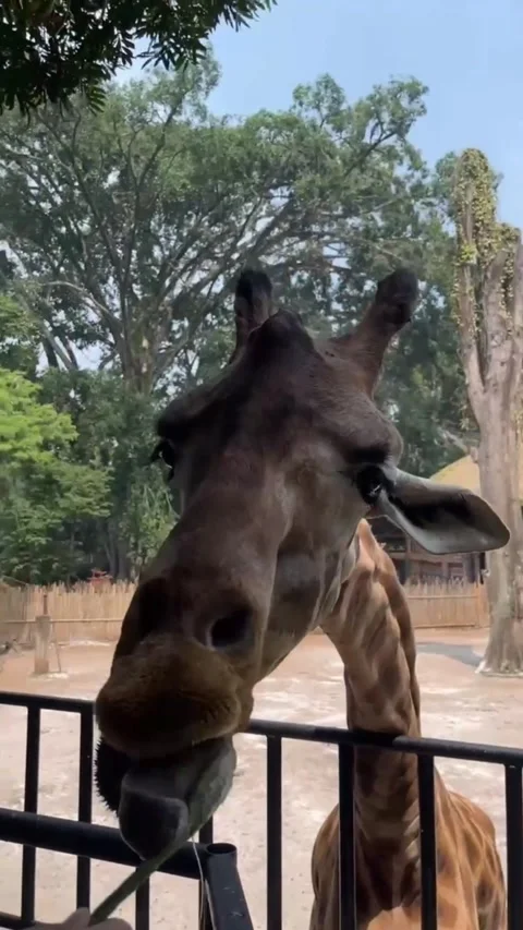 Point of view of feeding a giraffe Stock Footage 286331442