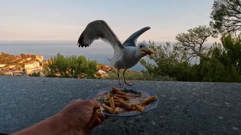 Point of view feeding a wild seagull with a plate full of pasta Stock Footage 248389798