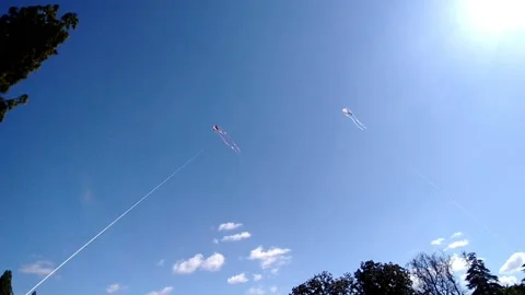 Point of View Flying Kites on a sunny day at the park 03 Stock Footage 149089507