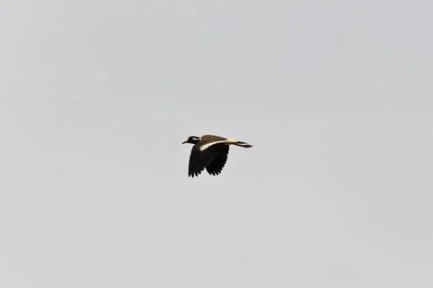 A point of view on flying red-wattled lapwing in plain sky Stock Photos