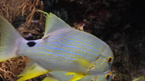 Point of view footage of SAILFIN SNAPPER fish on a big aquarium Stock Footage 304265031