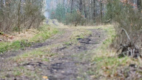 Point of view footage of walk in the forest. Sunny day in the woods. Video stock 106590006