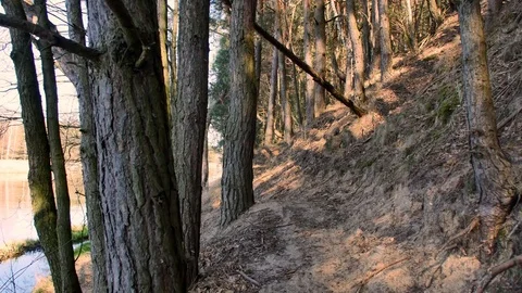 Point of view footage of walk in the forest. Sunny day in the woods. Stock Footage 106592768