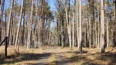 Point of view footage of walk in the forest. Sunny day in the woods. Stock Footage 106593897