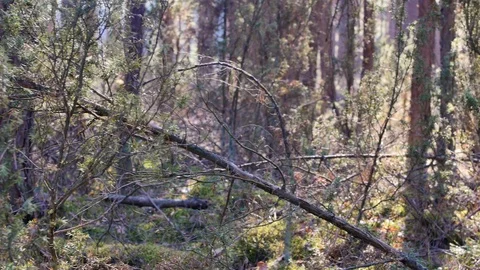 Point of view footage of walk in the forest. Sunny day in the woods. 스톡 동영상 106594632
