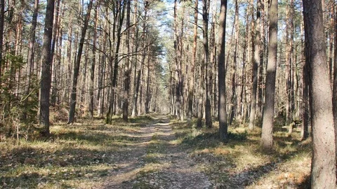 Point of view footage of walk in the forest. Sunny day in the woods. Stock Footage 106594994