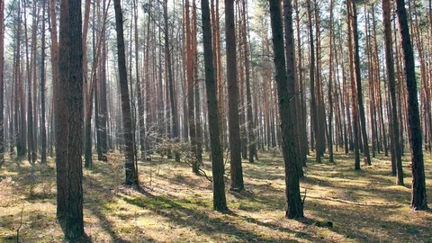 Point of view footage of walk in the forest. Sunny day in the woods. Stock-Footage 106595124