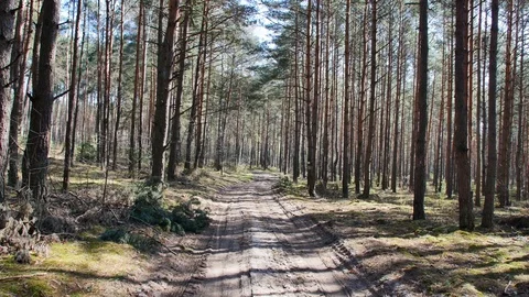 Point of view footage of walk in the forest. Sunny day in the woods. Stock-Footage 106595213