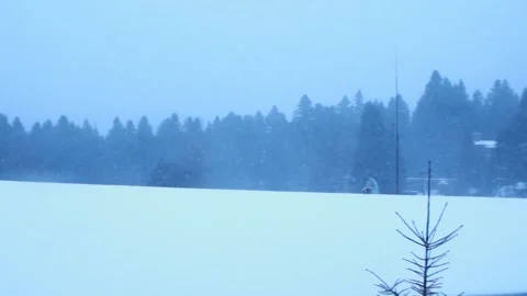 Point of view of the forest during a snowfall from the village. pine tree forest Stock Footage 326236778