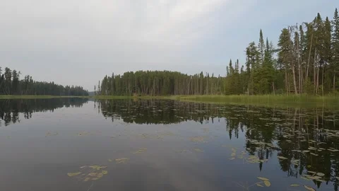 Point of view from the front of a boat moving slowly through lily-pads on a calm Stock Footage 326969693