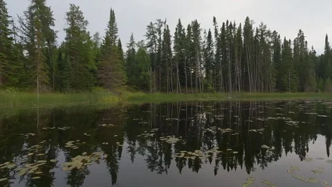 Point of view from the front of a canoe that is moving through lily pads  Stock Footage 275534061