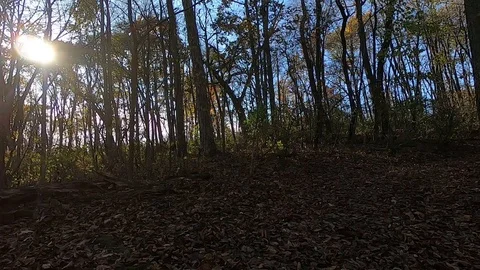 Point of view from the front of off road vehicle on leaf covered path Stock Footage 121447176