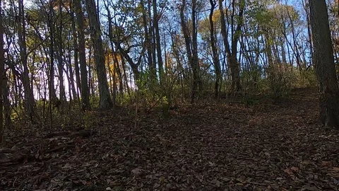 Point of view from the front of a off road vehicle on leaf covered path Stock Footage 121557708