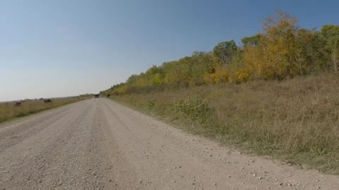 Point of view from the front of a vehicle that is surrounded by buffalo Stock Footage 279498509