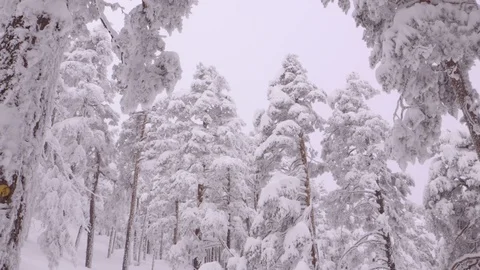 Point of view into frozen trees Stock Footage 86220552