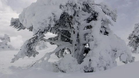 Point of view from frozen trees in a sunny day Stock Footage 88801643