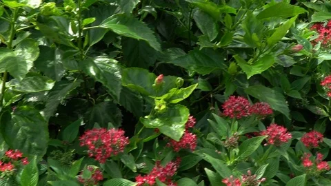 Point of view gardener walking along the bushes with red flowers. Stock Footage 101898920