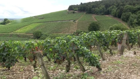 Point of view on grape vines Stock Footage 83872427