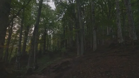 Point of view green summer forest and bright sunlight through trees Stock Footage 94332848