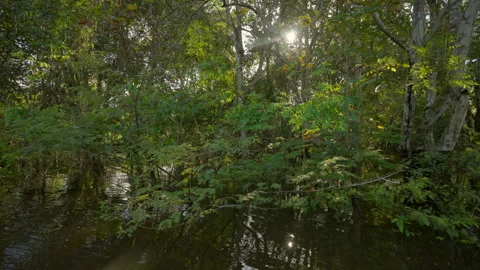 Point Of View Of Green Tranquil Forest Trees In Amazon River - Manaus, Brazil Video stock 231831786