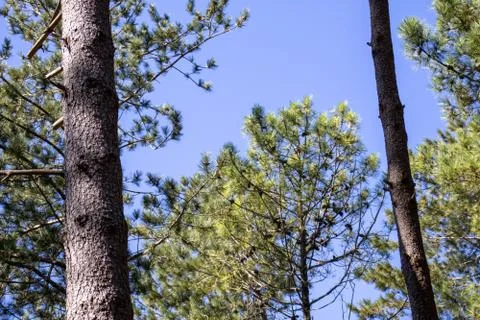Point of view of green trees with the sky behind upwards Stock Photos