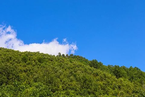 Point of view of green trees with the sky behind upwards Stock Photos