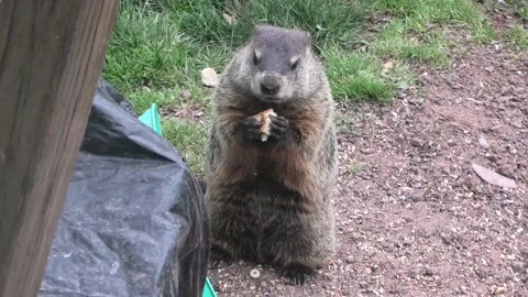 Point of View of a Groundhog Eating Stock-Footage 152544203